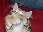 Katze Padme 4 Monate alt.